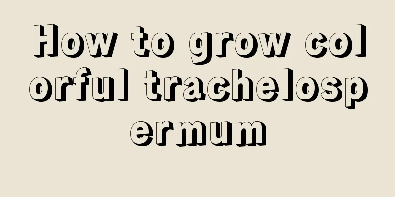 How to grow colorful trachelospermum