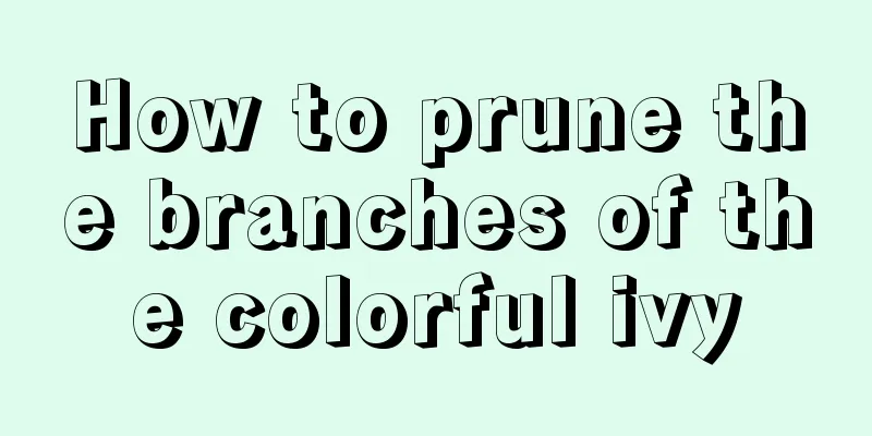 How to prune the branches of the colorful ivy