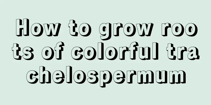 How to grow roots of colorful trachelospermum