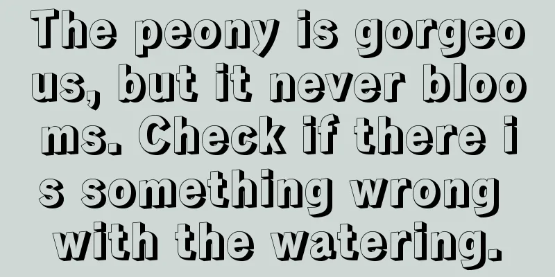 The peony is gorgeous, but it never blooms. Check if there is something wrong with the watering.