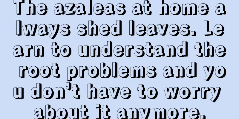 The azaleas at home always shed leaves. Learn to understand the root problems and you don’t have to worry about it anymore.