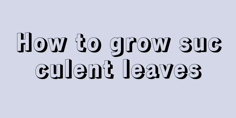 How to grow succulent leaves