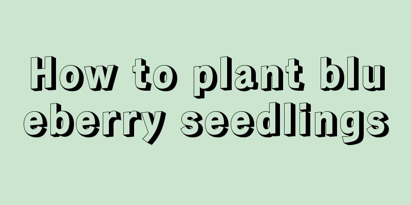 How to plant blueberry seedlings