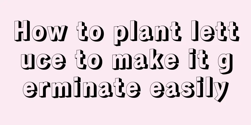 How to plant lettuce to make it germinate easily