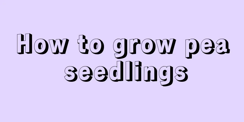 How to grow pea seedlings