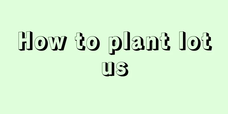 How to plant lotus