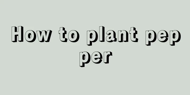 How to plant pepper