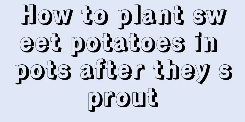 How to plant sweet potatoes in pots after they sprout