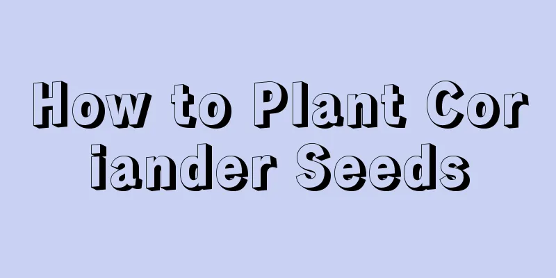 How to Plant Coriander Seeds