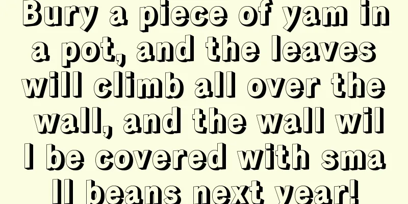 Bury a piece of yam in a pot, and the leaves will climb all over the wall, and the wall will be covered with small beans next year!