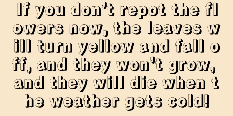 If you don’t repot the flowers now, the leaves will turn yellow and fall off, and they won’t grow, and they will die when the weather gets cold!