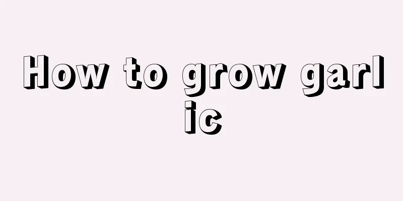 How to grow garlic