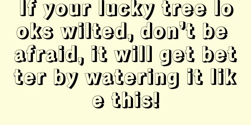 If your lucky tree looks wilted, don’t be afraid, it will get better by watering it like this!