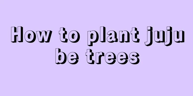 How to plant jujube trees