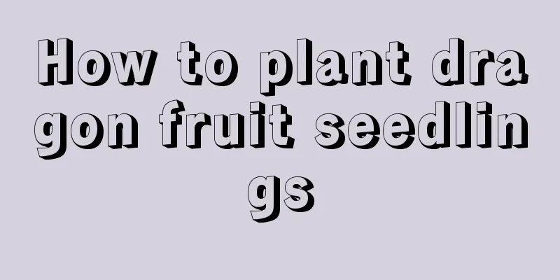 How to plant dragon fruit seedlings