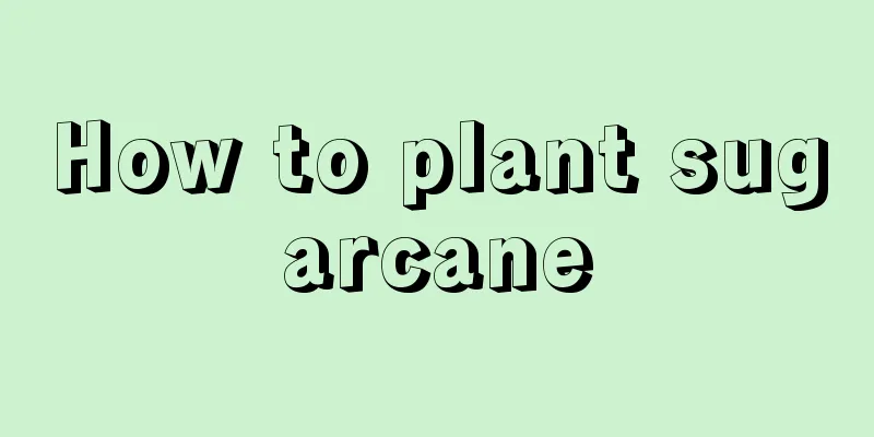 How to plant sugarcane