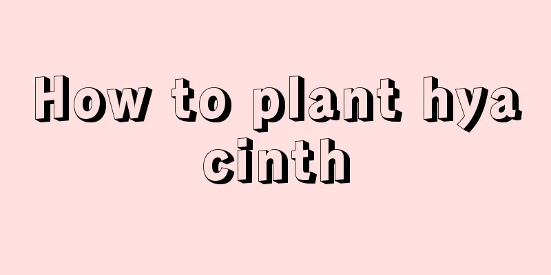 How to plant hyacinth