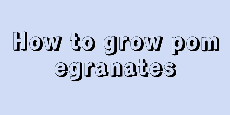 How to grow pomegranates