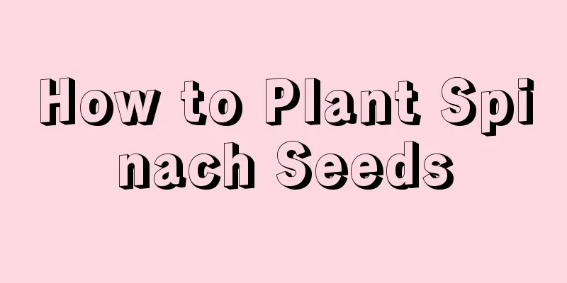 How to Plant Spinach Seeds