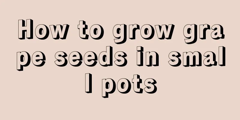 How to grow grape seeds in small pots