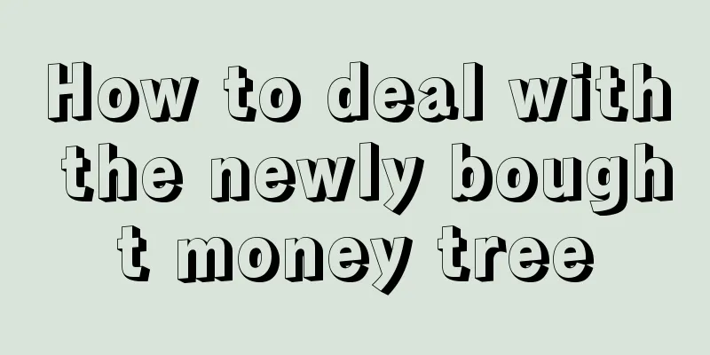 How to deal with the newly bought money tree