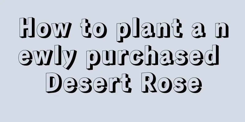 How to plant a newly purchased Desert Rose