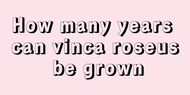 How many years can vinca roseus be grown