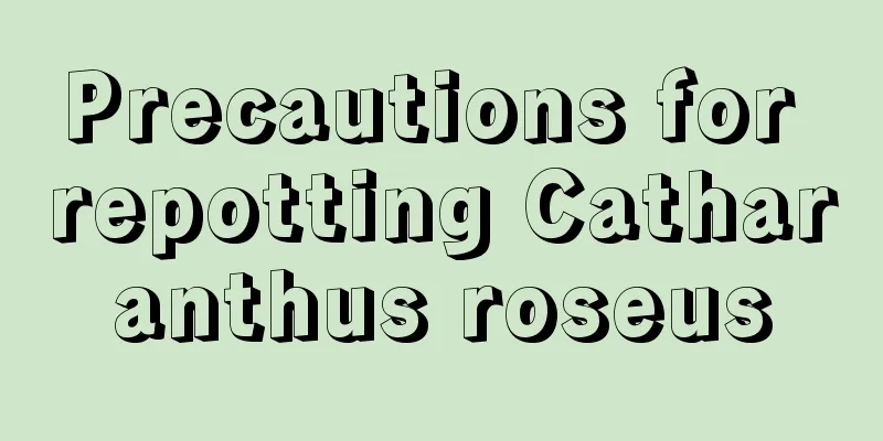 Precautions for repotting Catharanthus roseus