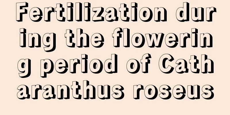 Fertilization during the flowering period of Catharanthus roseus