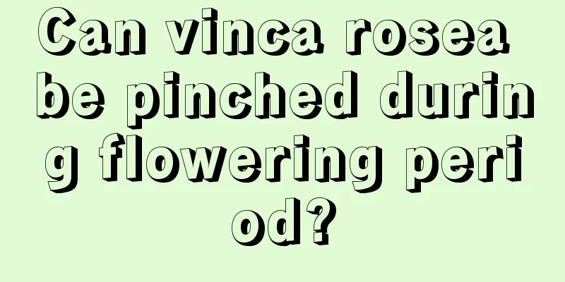 Can vinca rosea be pinched during flowering period?