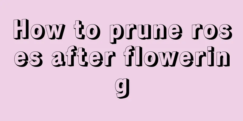 How to prune roses after flowering