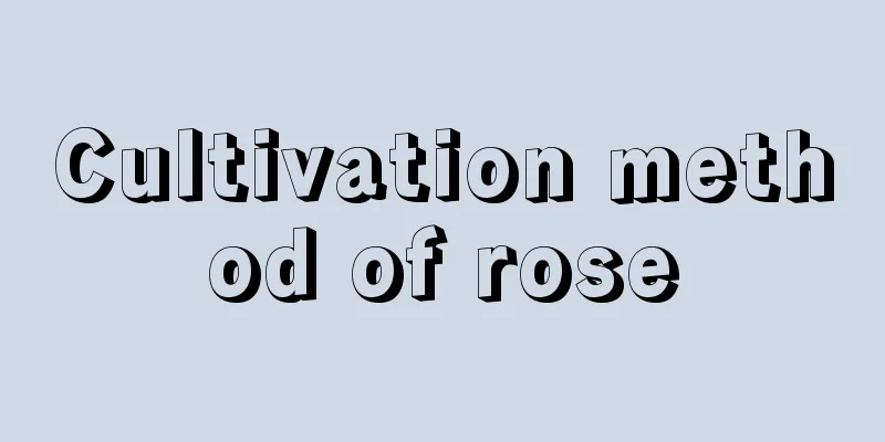 Cultivation method of rose