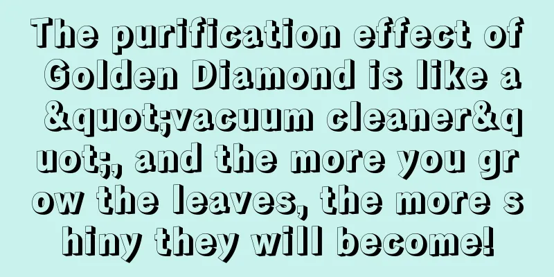 The purification effect of Golden Diamond is like a "vacuum cleaner", and the more you grow the leaves, the more shiny they will become!