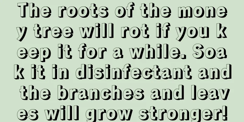 The roots of the money tree will rot if you keep it for a while. Soak it in disinfectant and the branches and leaves will grow stronger!