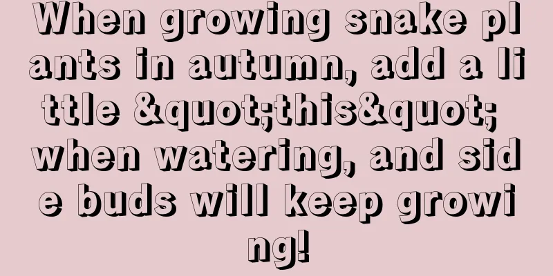 When growing snake plants in autumn, add a little "this" when watering, and side buds will keep growing!