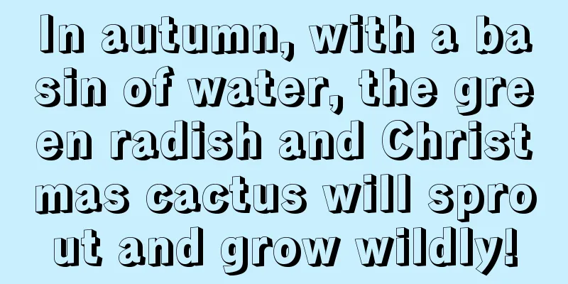 In autumn, with a basin of water, the green radish and Christmas cactus will sprout and grow wildly!