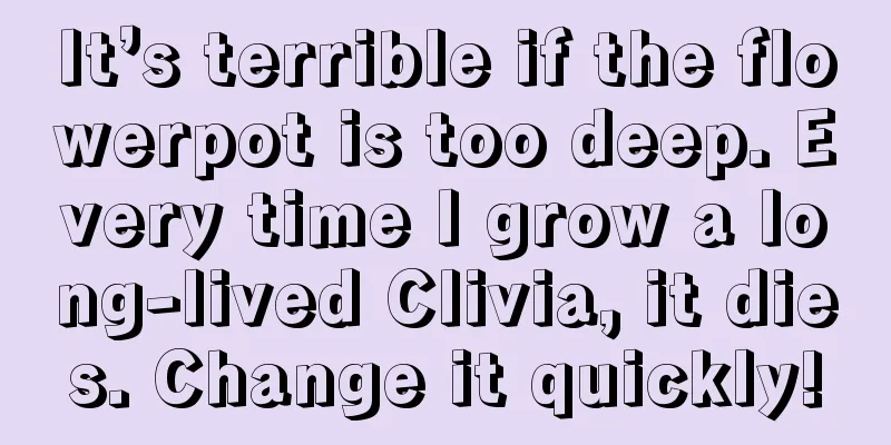 It’s terrible if the flowerpot is too deep. Every time I grow a long-lived Clivia, it dies. Change it quickly!