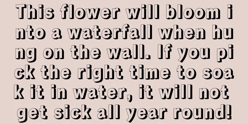 This flower will bloom into a waterfall when hung on the wall. If you pick the right time to soak it in water, it will not get sick all year round!