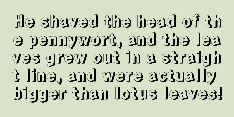 He shaved the head of the pennywort, and the leaves grew out in a straight line, and were actually bigger than lotus leaves!