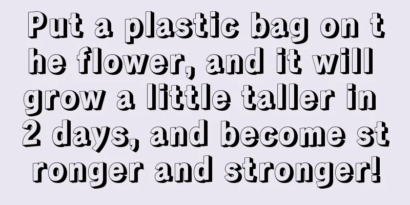 Put a plastic bag on the flower, and it will grow a little taller in 2 days, and become stronger and stronger!