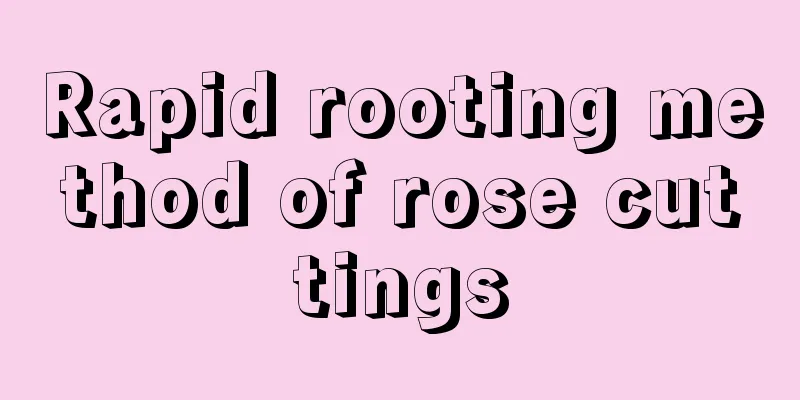 Rapid rooting method of rose cuttings