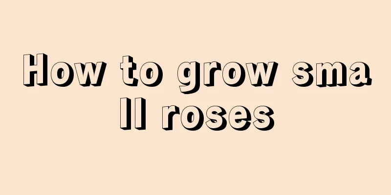 How to grow small roses