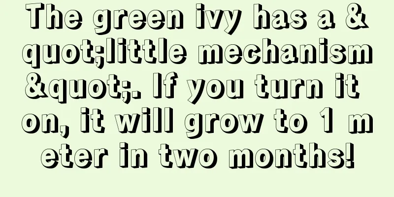 The green ivy has a "little mechanism". If you turn it on, it will grow to 1 meter in two months!