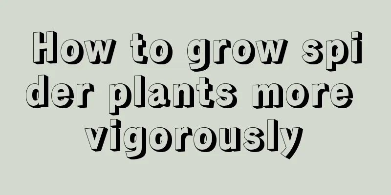 How to grow spider plants more vigorously