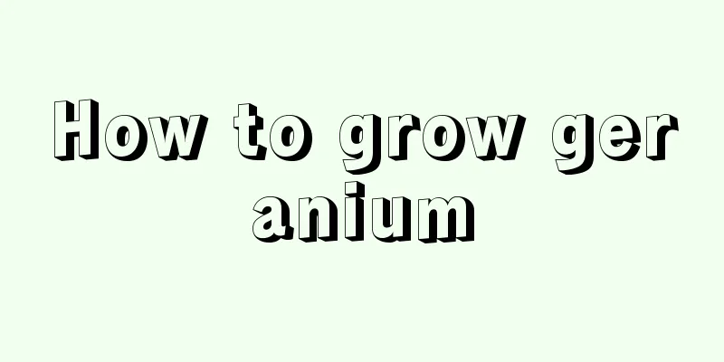 How to grow geranium