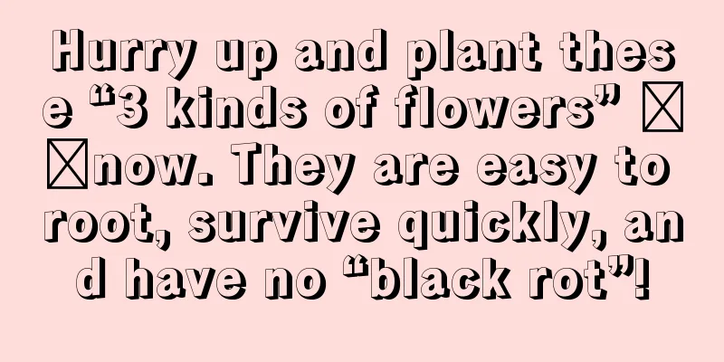 Hurry up and plant these “3 kinds of flowers” ​​now. They are easy to root, survive quickly, and have no “black rot”!