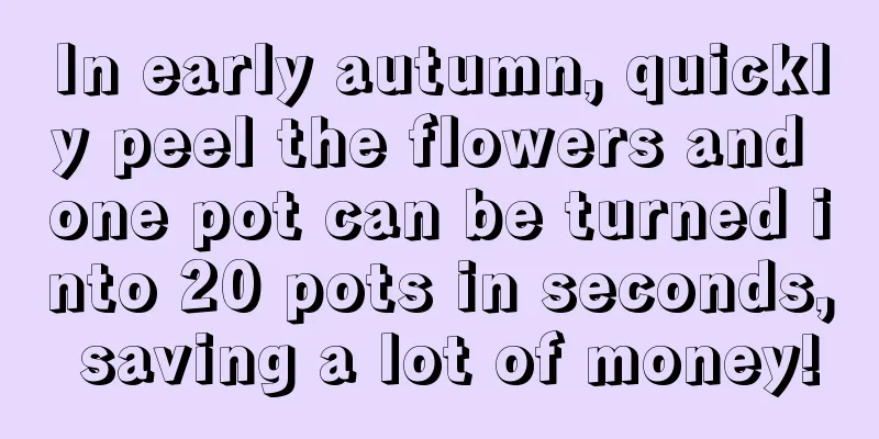 In early autumn, quickly peel the flowers and one pot can be turned into 20 pots in seconds, saving a lot of money!