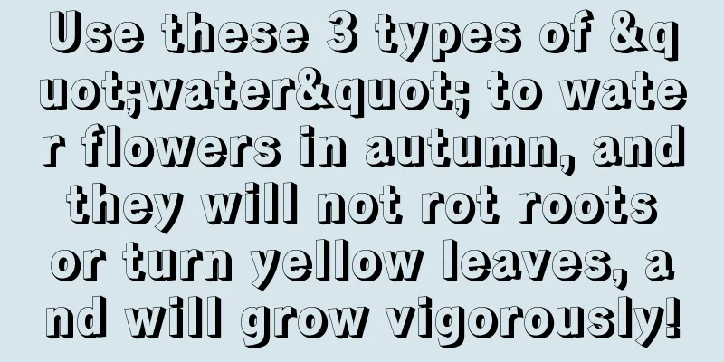 Use these 3 types of "water" to water flowers in autumn, and they will not rot roots or turn yellow leaves, and will grow vigorously!