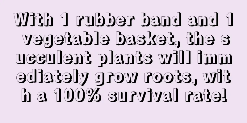 With 1 rubber band and 1 vegetable basket, the succulent plants will immediately grow roots, with a 100% survival rate!