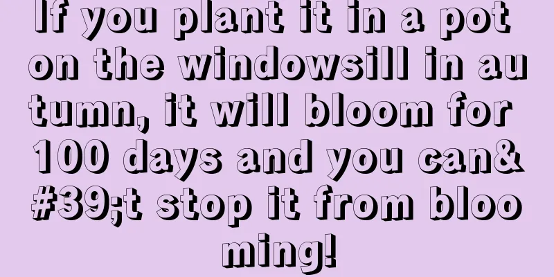 If you plant it in a pot on the windowsill in autumn, it will bloom for 100 days and you can't stop it from blooming!